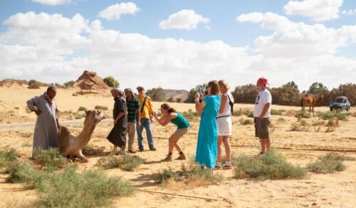 bedouin camels tour